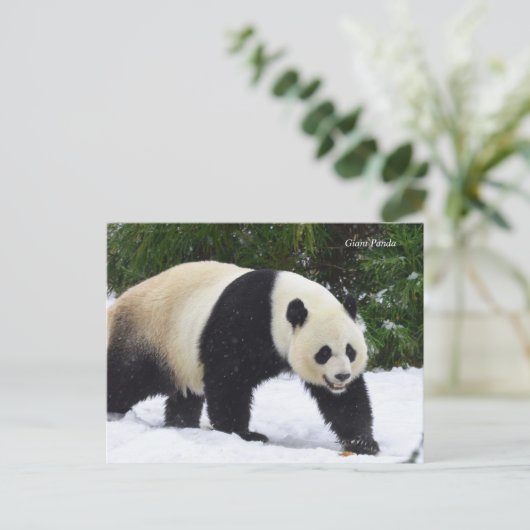 Smithsonian | Riesenpandas im Schnee Postkarte (Stehend Vorderseite)
