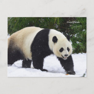 Smithsonian Riesenpandas im Schnee Postkarte