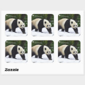 Smithsonian | Riesenpandas im Schnee Quadratischer Aufkleber (Blatt)