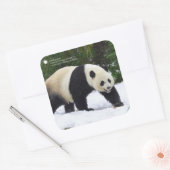 Smithsonian | Riesenpandas im Schnee Quadratischer Aufkleber (Umschlag)