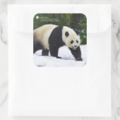 Smithsonian | Riesenpandas im Schnee Quadratischer Aufkleber (Tasche)