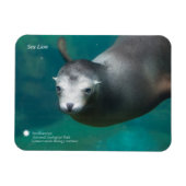 Smithsonian | Sea Lion Magnet (Horizontal)