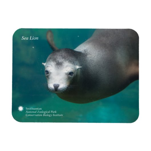 Smithsonian | Sea Lion Magnet (Horizontal)