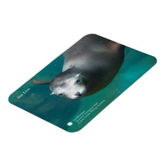 Smithsonian | Sea Lion Magnet (Linke Seite)