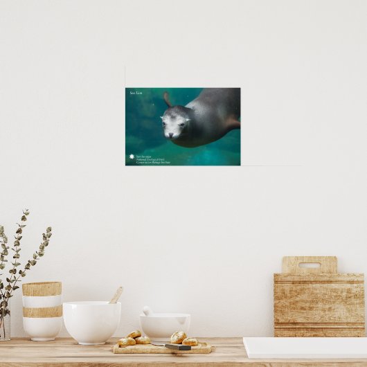 Smithsonian | Sea Lion Poster (Küche)