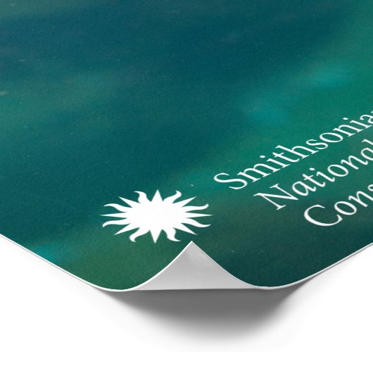 Smithsonian | Sea Lion Poster (Ecke)