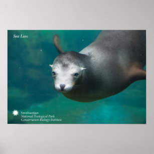 Smithsonian   Sea Lion Poster