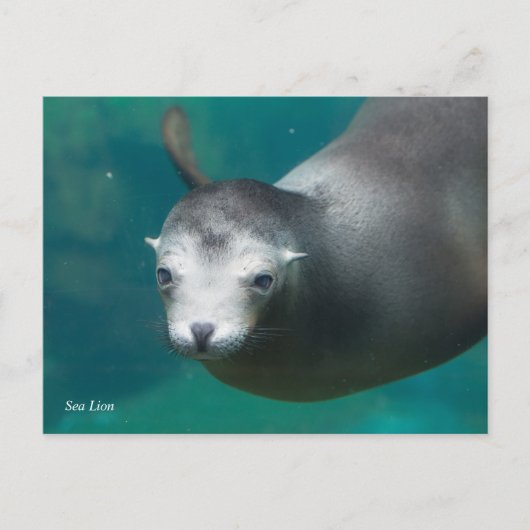 Smithsonian | Sea Lion Postkarte (Vorderseite)