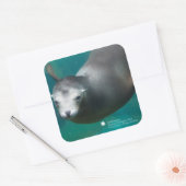 Smithsonian | Sea Lion Quadratischer Aufkleber (Umschlag)
