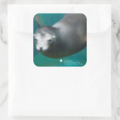 Smithsonian | Sea Lion Quadratischer Aufkleber (Tasche)