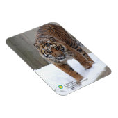 Smithsonian | Sumatran Tiger Damai Magnet (Rechte Seite)