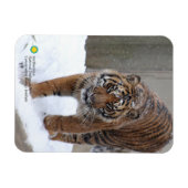Smithsonian | Sumatran Tiger Damai Magnet (Horizontal)