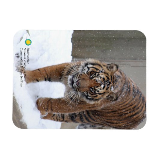 Smithsonian | Sumatran Tiger Damai Magnet (Horizontal)