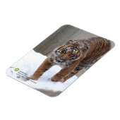 Smithsonian | Sumatran Tiger Damai Magnet (Linke Seite)