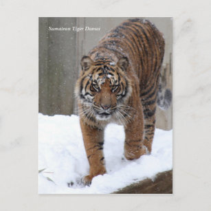Smithsonian   Sumatran Tiger Damai Postkarte