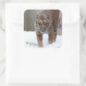 Smithsonian | Sumatran Tiger Damai Quadratischer Aufkleber (Tasche)