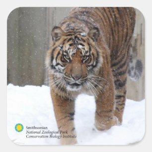 Smithsonian Sumatran Tiger Damai Quadratischer Aufkleber