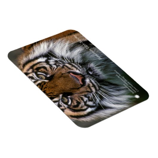 Smithsonian | Sumatran Tiger Soyono Magnet (Rechte Seite)