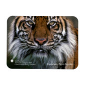 Smithsonian | Sumatran Tiger Soyono Magnet (Horizontal)