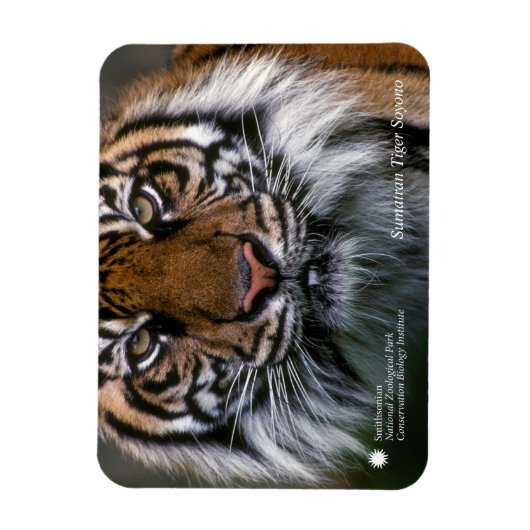 Smithsonian | Sumatran Tiger Soyono Magnet (Vertikal)