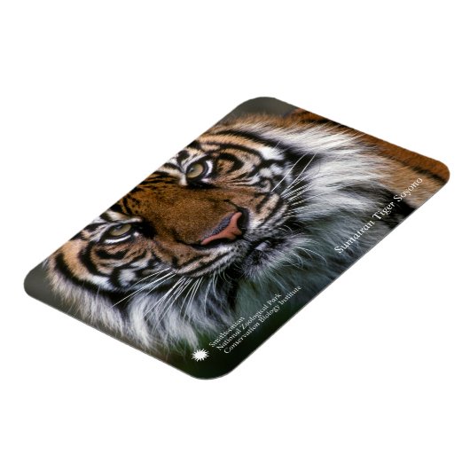 Smithsonian | Sumatran Tiger Soyono Magnet (Linke Seite)