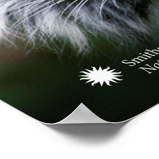 Smithsonian | Sumatran Tiger Soyono Poster (Ecke)