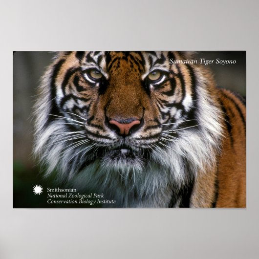 Smithsonian | Sumatran Tiger Soyono Poster (Vorne)