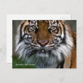 Smithsonian | Sumatran Tiger Soyono Postkarte (Vorne/Hinten)