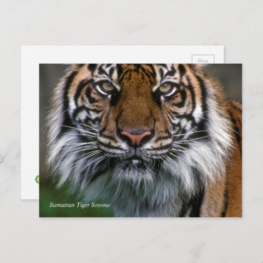 Smithsonian | Sumatran Tiger Soyono Postkarte (Vorne/Hinten)