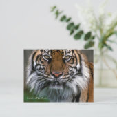 Smithsonian | Sumatran Tiger Soyono Postkarte (Stehend Vorderseite)
