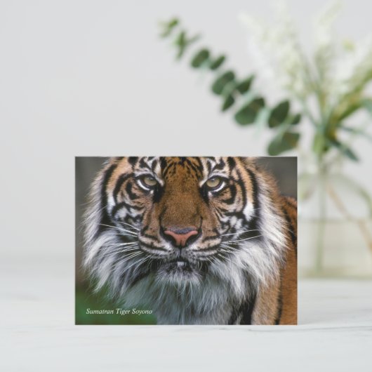 Smithsonian | Sumatran Tiger Soyono Postkarte (Stehend Vorderseite)