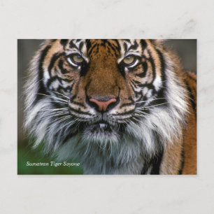 Smithsonian   Sumatran Tiger Soyono Postkarte