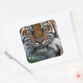 Smithsonian | Sumatran Tiger Soyono Quadratischer Aufkleber (Umschlag)