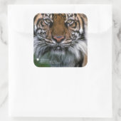 Smithsonian | Sumatran Tiger Soyono Quadratischer Aufkleber (Tasche)
