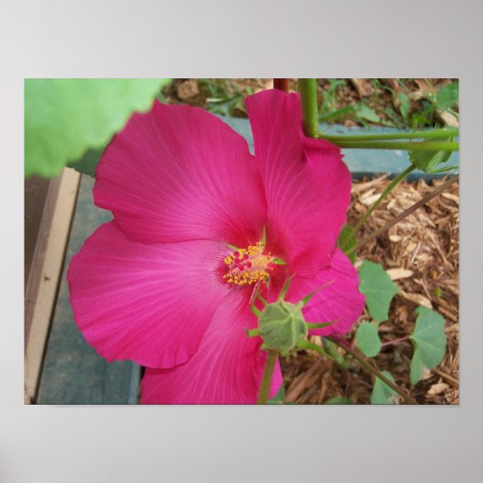 Smitty's Blume One Poster (Vorne)