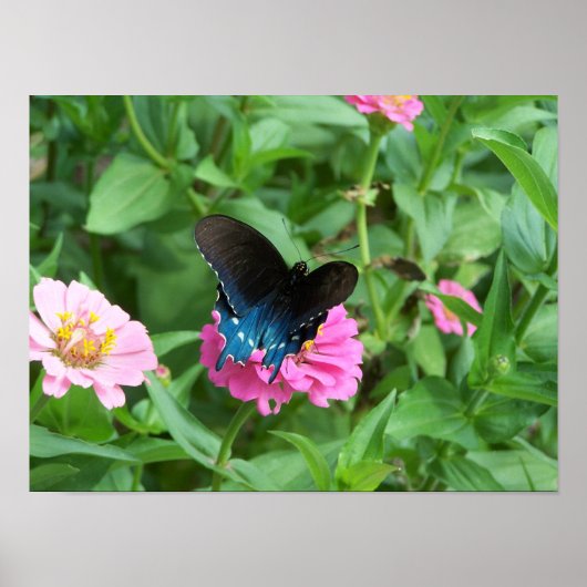 Smitty's Butterfly One Poster (Vorne)