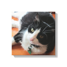 Smokey Die Katze Canvas drucken
