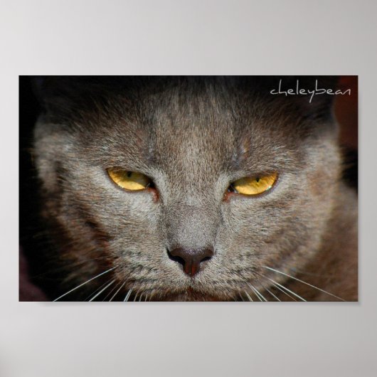 Smokey the Cat Poster (Vorne)