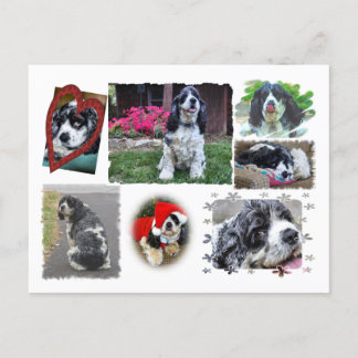 Smokey-the Spaniel Postkarte