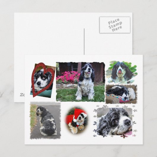 Smokey-the Spaniel Postkarte (Vorne/Hinten)