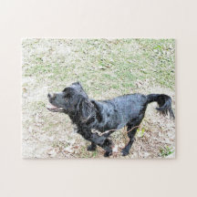 Smokey wartet auf einen Spaziergang