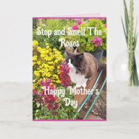 Smoking-Tuxedo-Katze Blumen Lustiger Muttertag Ros