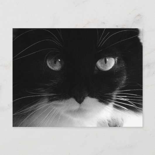 SMOKINGKATZENFOTO Postkarten (Vorderseite)