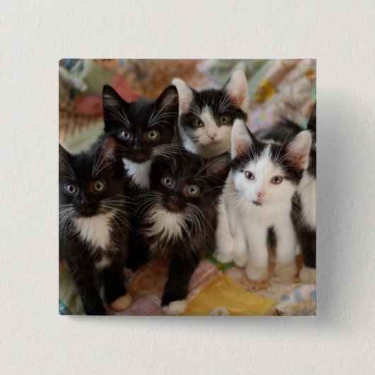 Smokings-Kätzchen Button (Vorderseite)