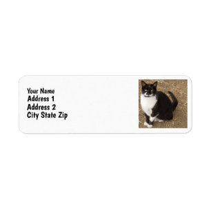 Smokings-Katze