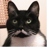 Smokings-Katze Freistehende Fotoskulptur<br><div class="desc">Tuxedokatzen jede sind dieses ist ein Foto meines Tuxedocharakters,  der einzigartig,  den ich wollte,  um zu teilen. Ich glaubte,  dass er als mit anderen Tuxedokatzenfans zu teilen magent oder Fotoskulptur gut schauen könnte! Genießen Sie.</div>