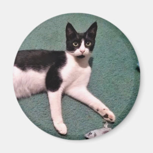 Smokings-Miezekatze-Magnet Magnet