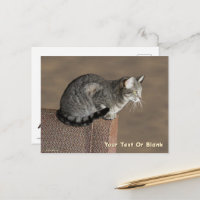 Smoky Gray Tabby Cat