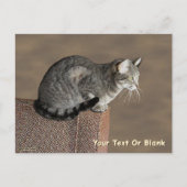 Smoky Gray Tabby Cat Postkarte (Vorderseite)
