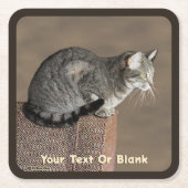 Smoky Gray Tabby Cat Rechteckiger Pappuntersetzer (Vorderseite)